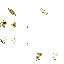 Texture for sunflowers
