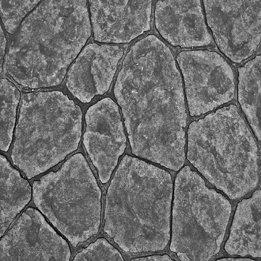 Texture for Stone Test