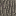 Texture for acacia_bark.js na
