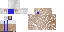 Texture for sheep
