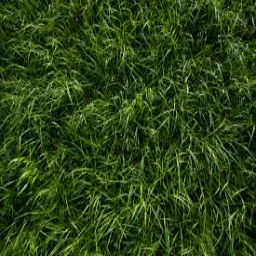 Texture for grass