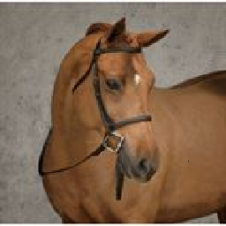 Texture for Huge Horse Picture