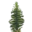 Texture for Fern
