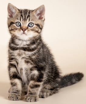 Texture for kittyy