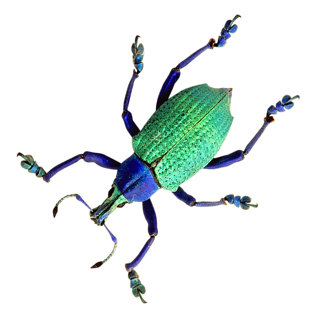Texture for bug