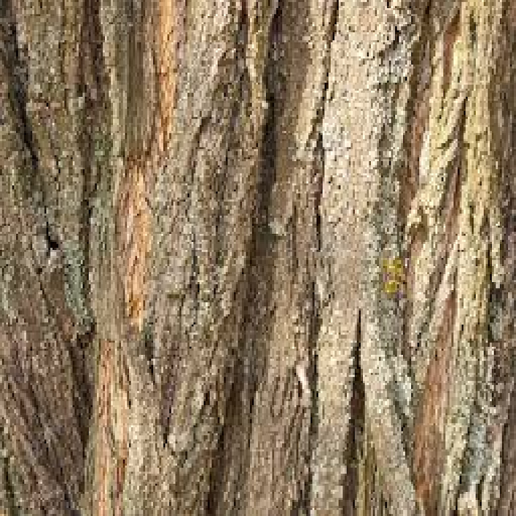 Texture for Acacia RS