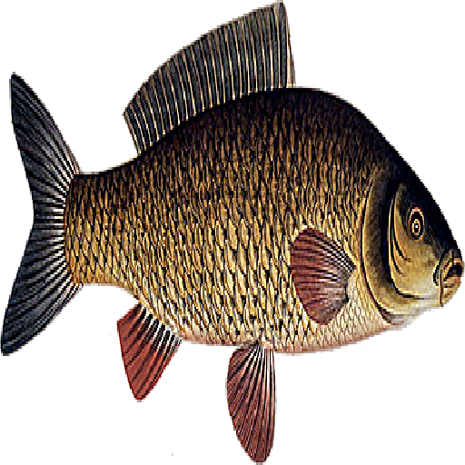 Texture for carp