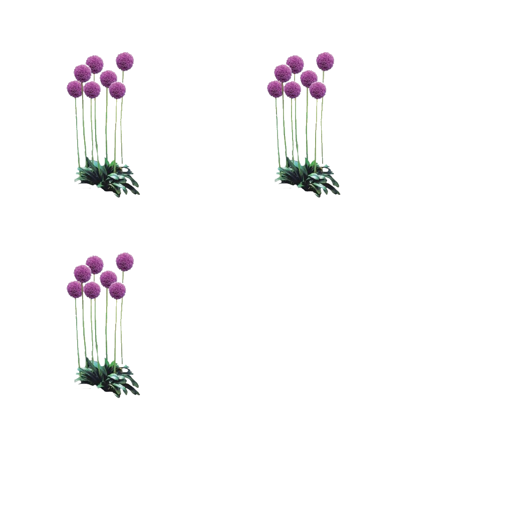 Texture for allium