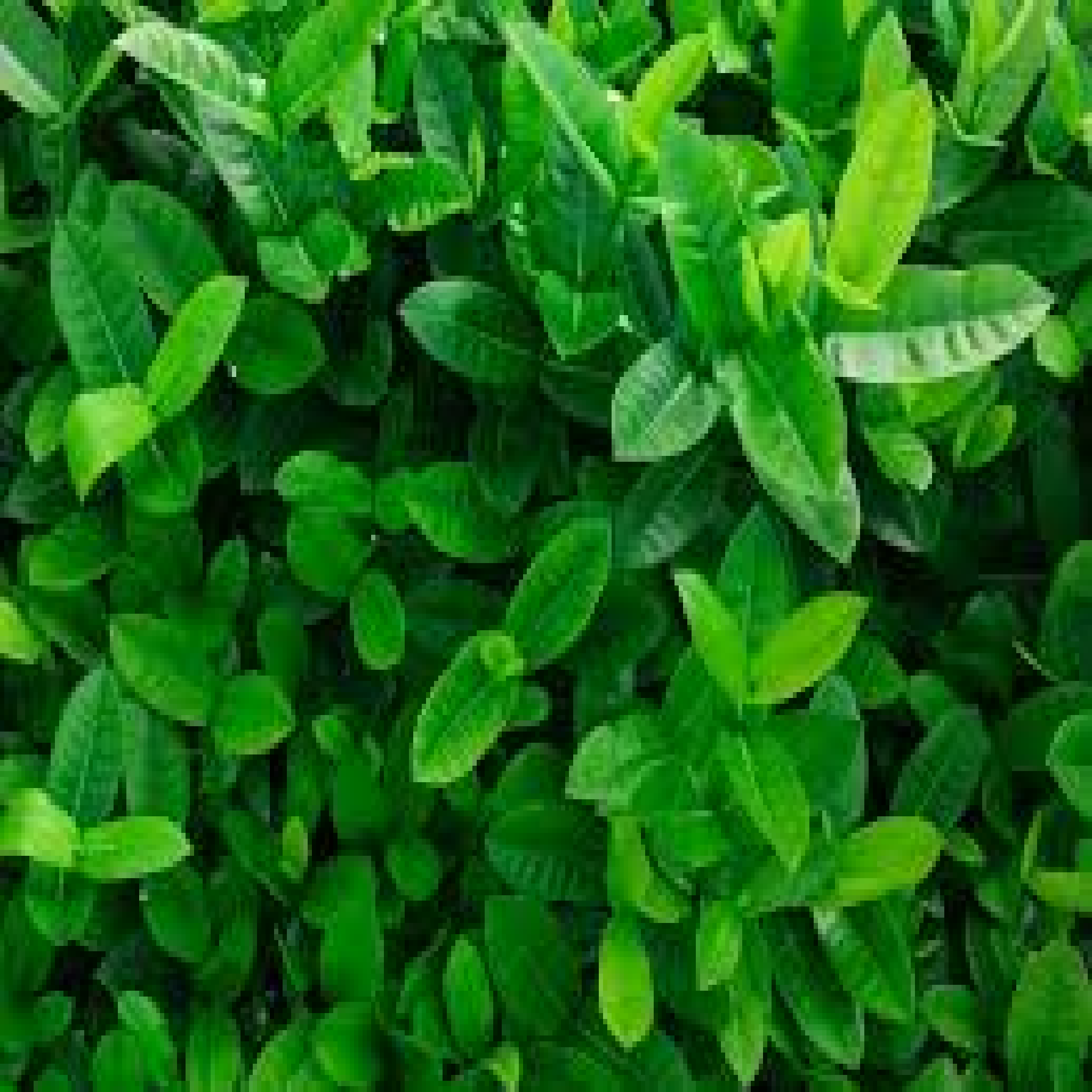 Texture for oak_leaves