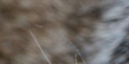 Texture for freddy