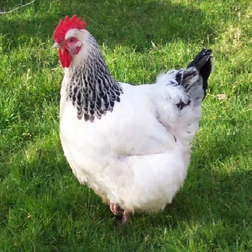 Texture for chicken_raw