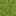 Texture for lime_wool
