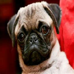 Texture for pug