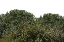 Texture for cust