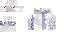 Texture for sheep