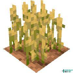 Texture for wheat