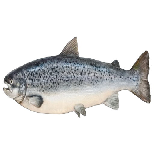 Texture for ultra realistic salmon