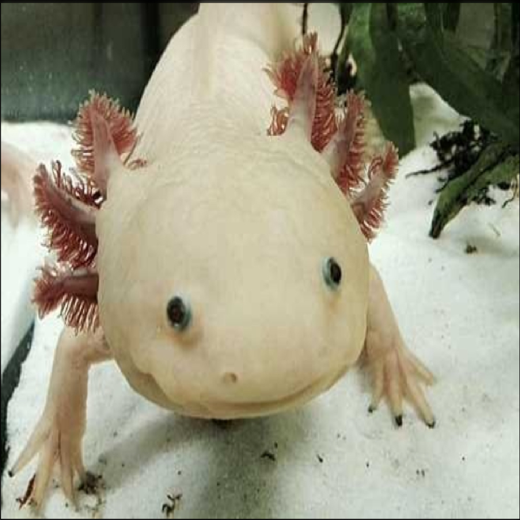 Texture for axolotl block