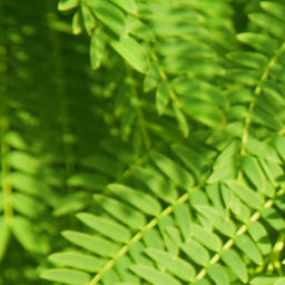 Texture for Real Acacia