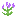 Texture for Allium