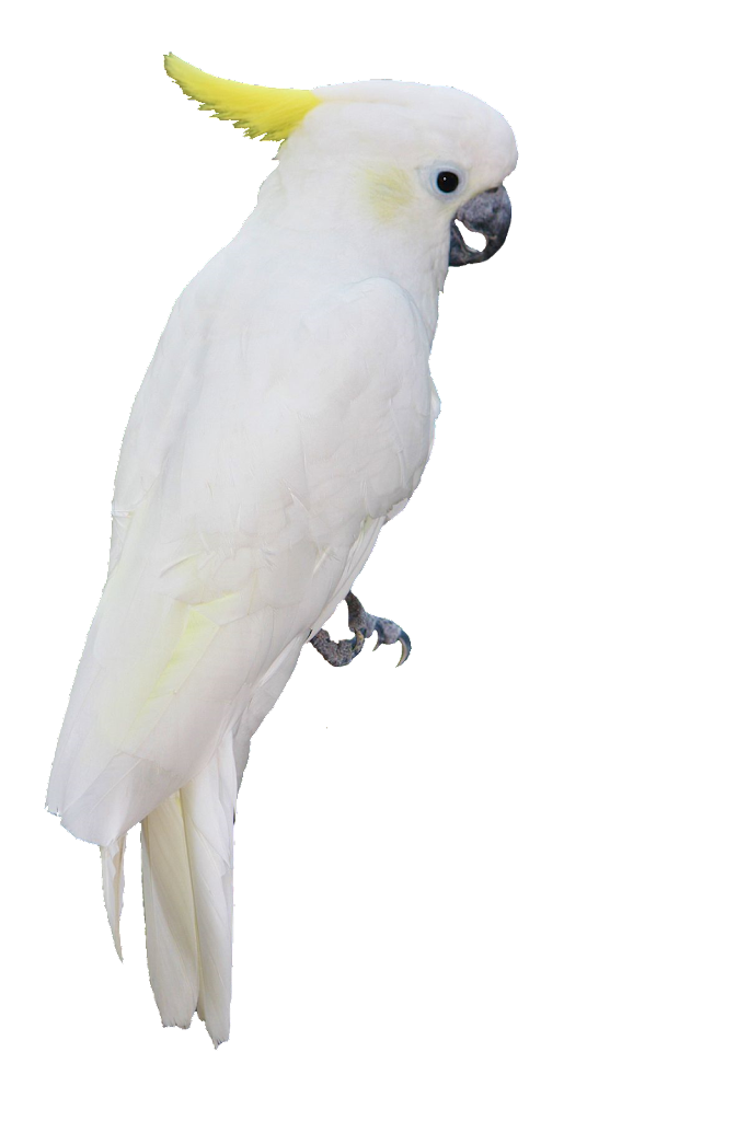 Texture for Parrot sword