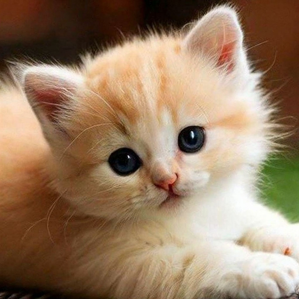 Texture for Sand_cat