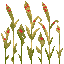 Texture for wheat_stage7