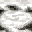 Texture for birch_log